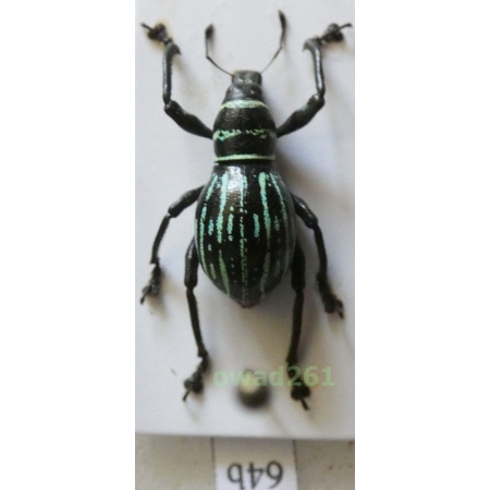 Metapocyrtus ostentator (Heller, 1916) female Philippines64b
